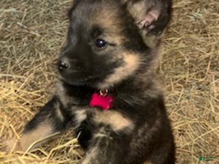 Norwegian Elkhound dogs Little Miss Pink - Ad 12