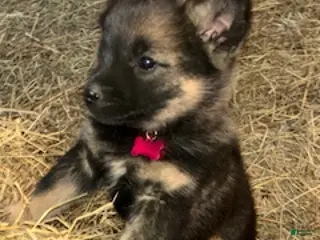 Norwegian Elkhound dogs Little Miss Pink - Ad 12
