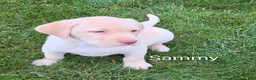 Labrador Retriever dogs for sale: Labrador Retriever Sammy - Ad 2