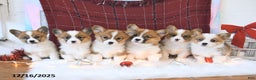 Welsh Corgi Pembroke dogs for sale: Oxie - Ad 3