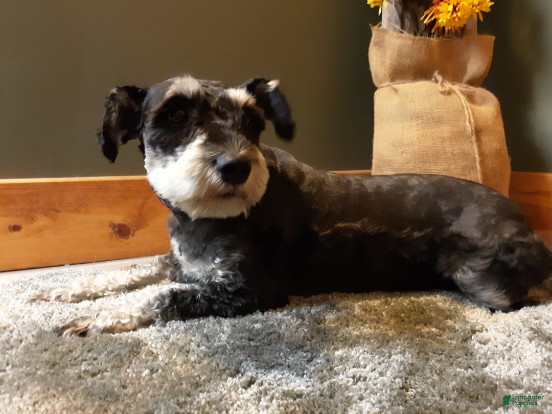 AKC Sweet Pea for sale in Bucyrus Lancaster Puppies