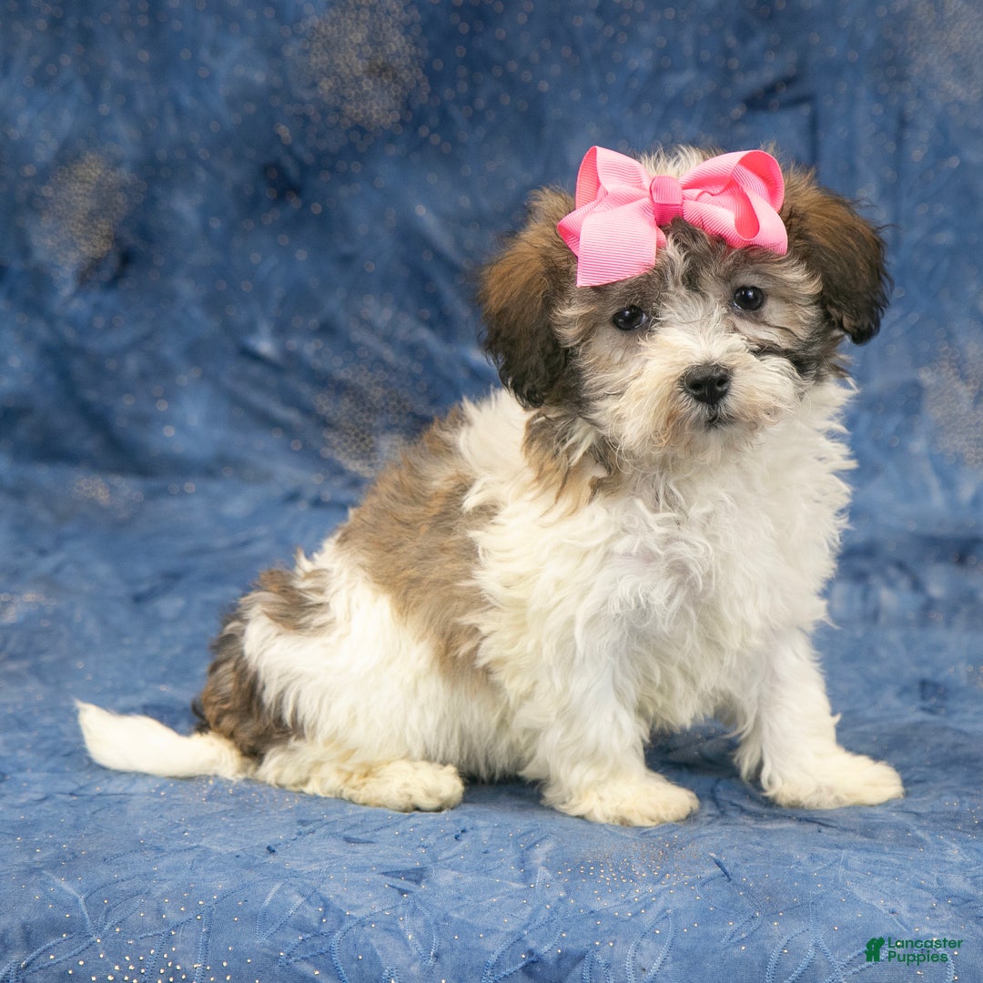 Havanese dogs for sale: Honey - Ad 4