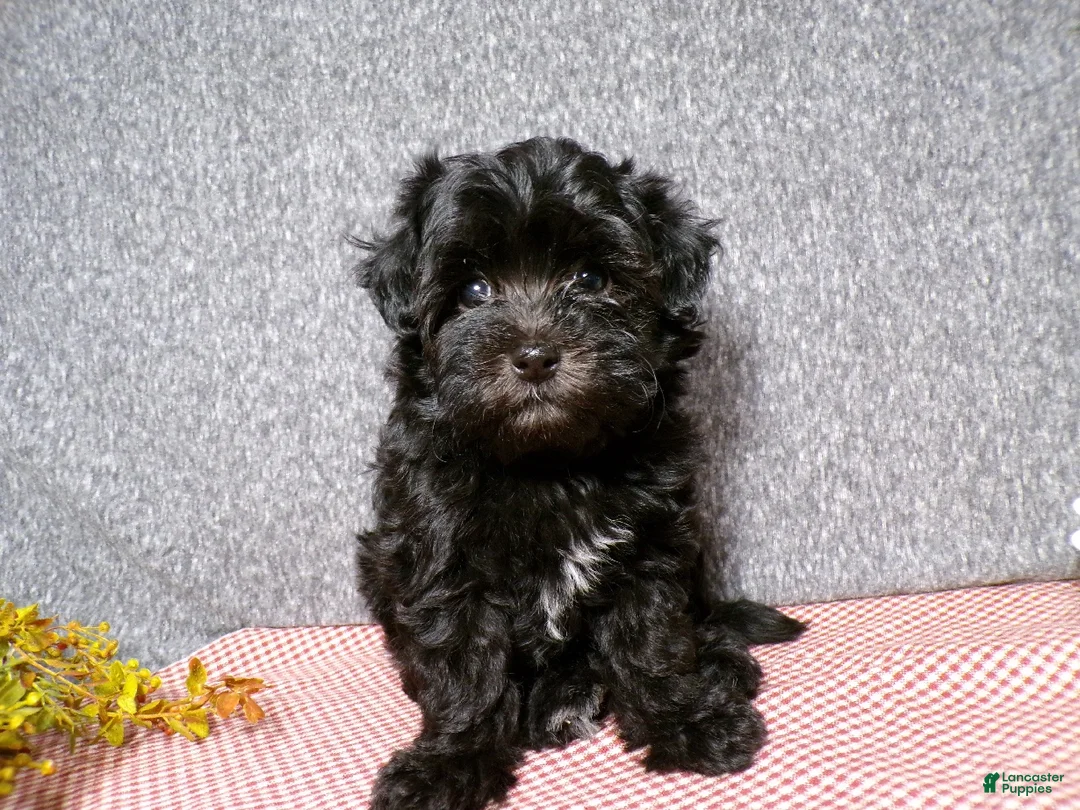 Havapoo dogs for sale: Buttons - Ad 2