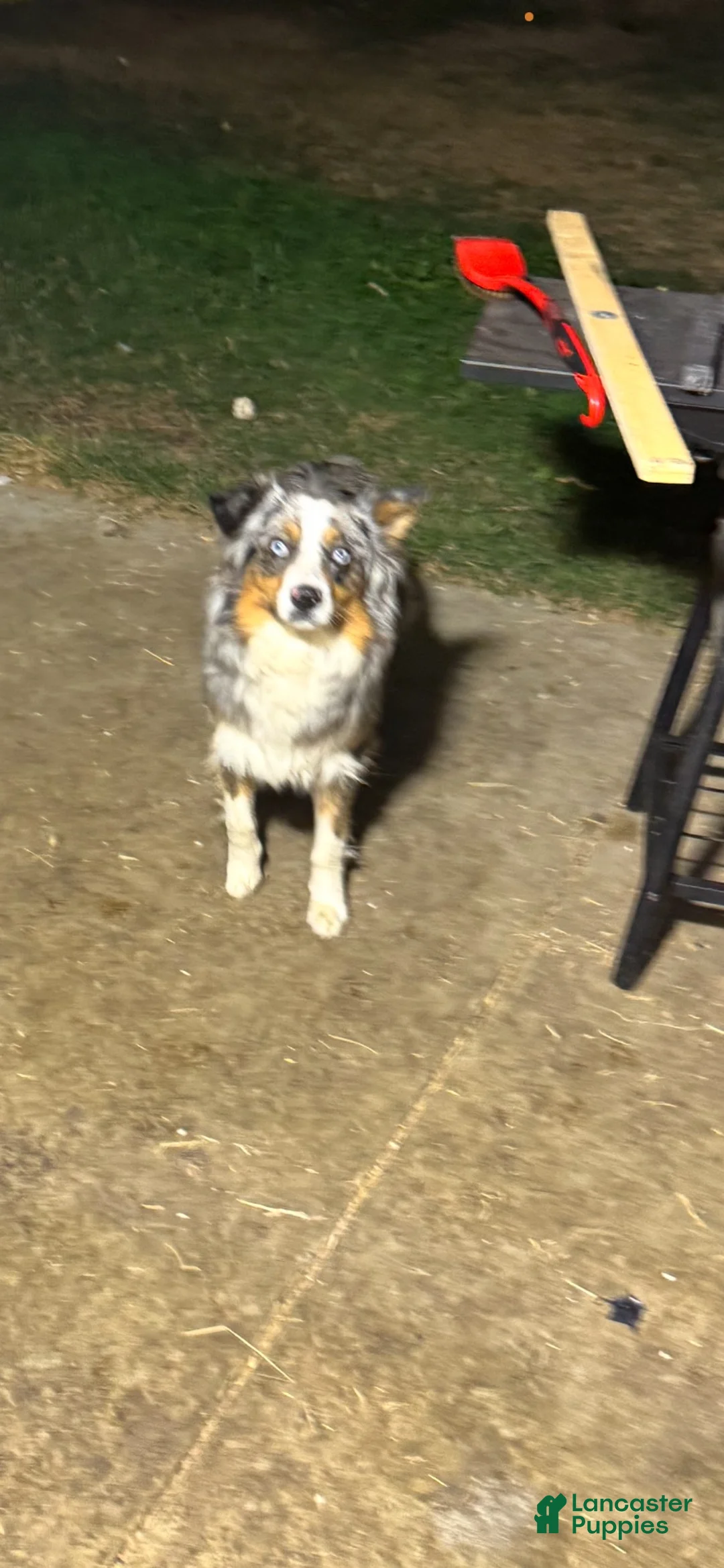 Mixed Breed dogs for sale: Mixed Breed 1 - Ad 6