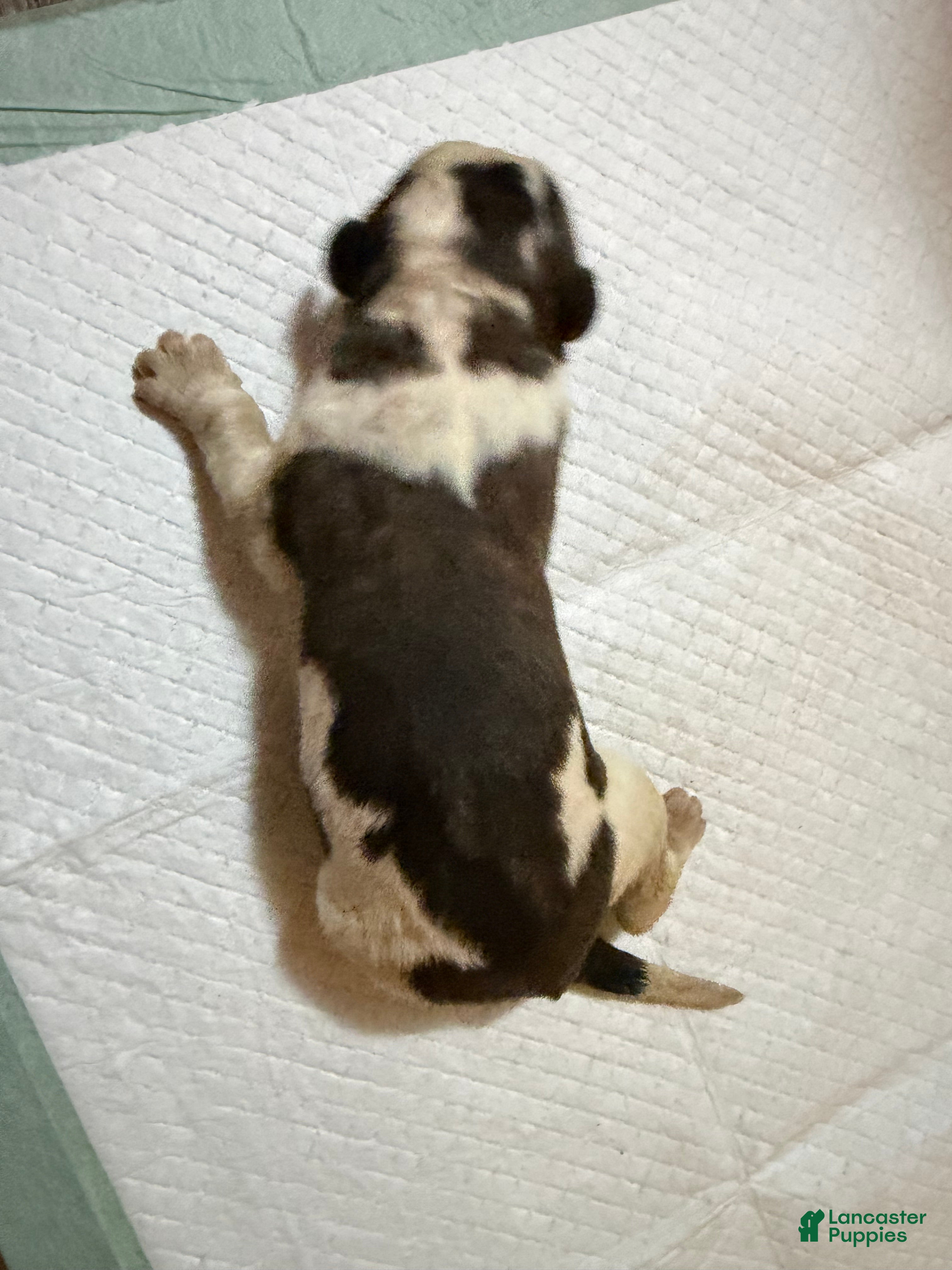 Saint Bernard dogs Girl 2 - Ad 11
