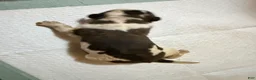 Saint Bernard dogs for sale: Girl 2 - Ad 1