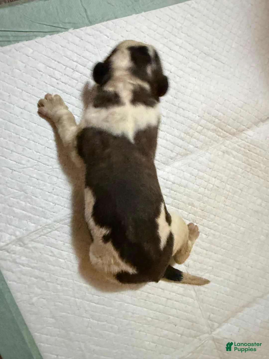 Saint Bernard dogs for sale: Girl 2 - Ad 1