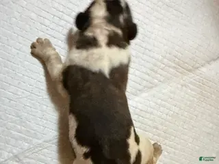 Saint Bernard dogs Girl 2 - Ad 16
