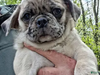 Pug dogs for sale: Darla - Ad 2