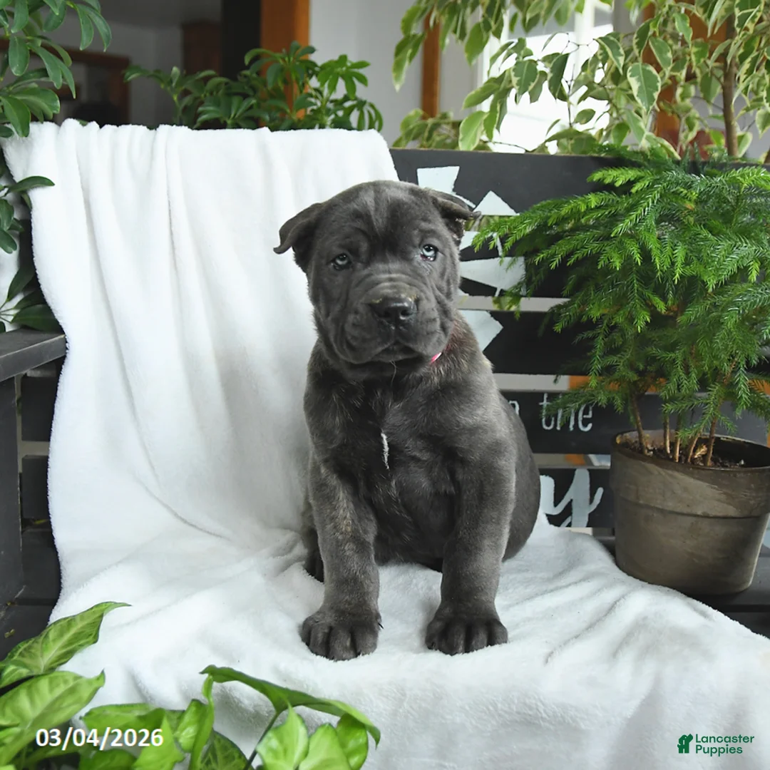 Cane Corso dogs for sale: Raven - Ad 2