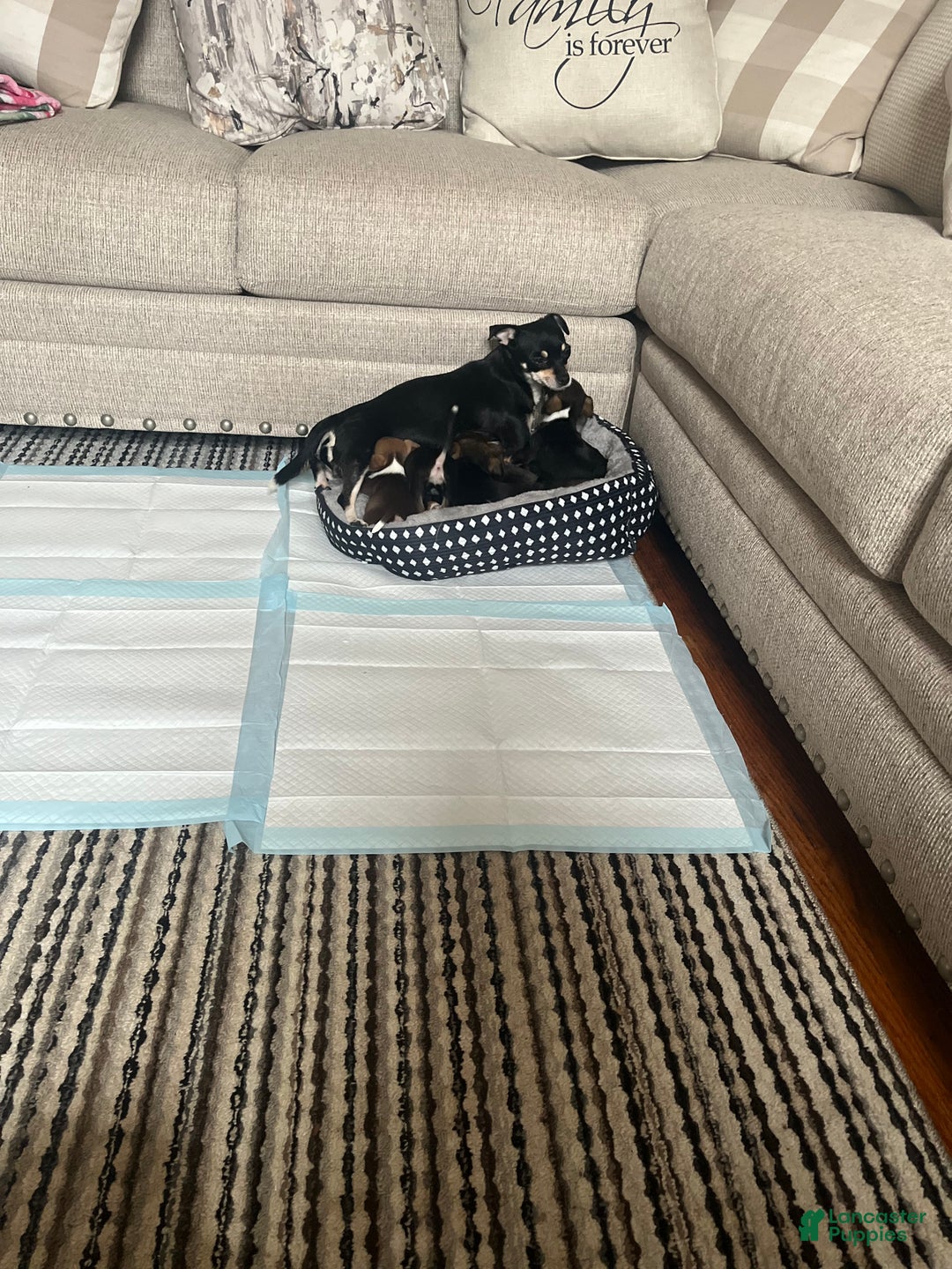 Chihuahua dogs for sale: Chihuahua Puppy 3 - Ad 6