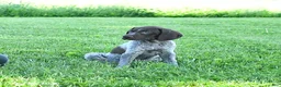 German Shorthaired Pointer dogs for sale: Georgia - Ad 3