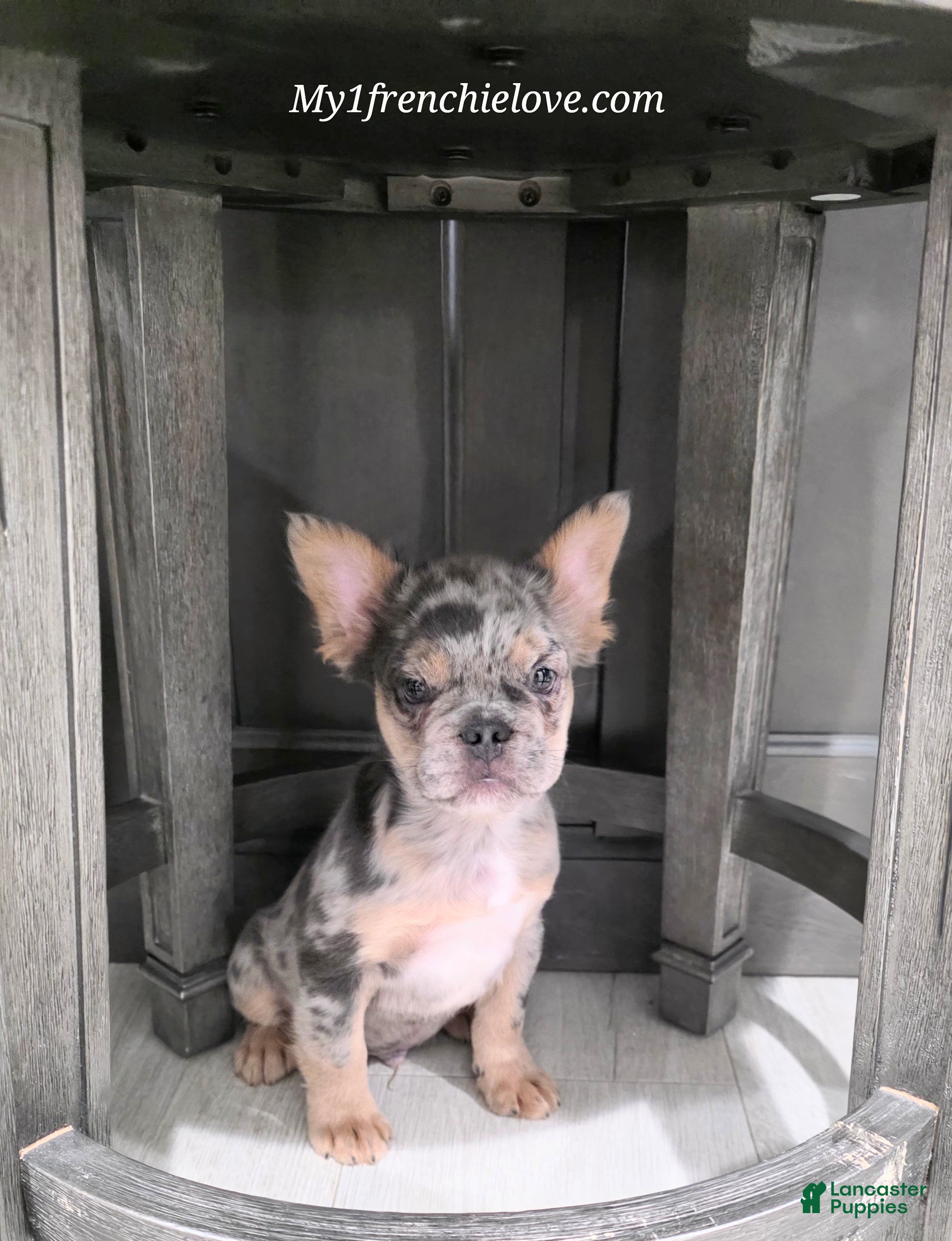 French Bulldog dogs Chaz MALE - Ad 1