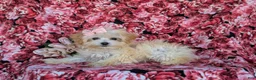 Maltipoo dogs for sale: Buffy 8 lbs Full Grown - Ad 4