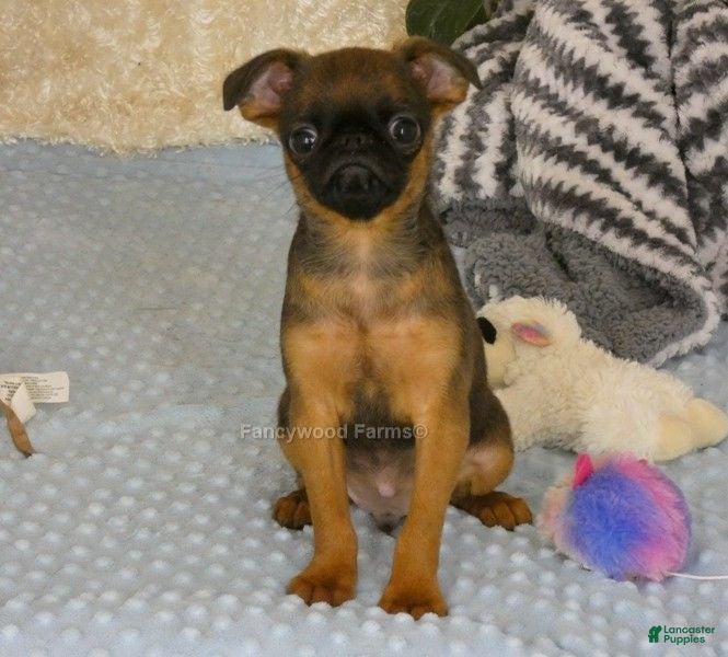 Brussels Griffon dogs Otis - Ad 2