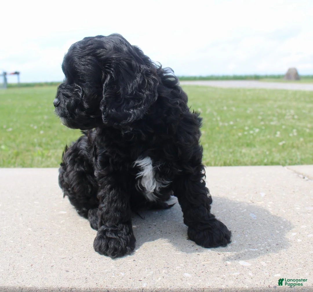 Cavapoo dogs for sale: Marshall  - Ad 5