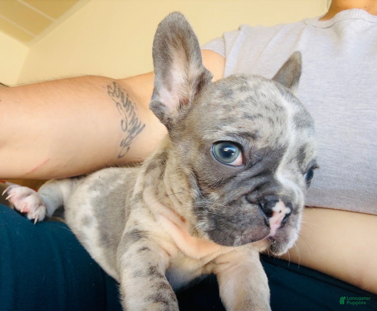 French Bulldog dogs Biggie - Ad 18