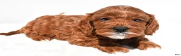 Cavapoo dogs for sale: Kit-Kat - Ad 6