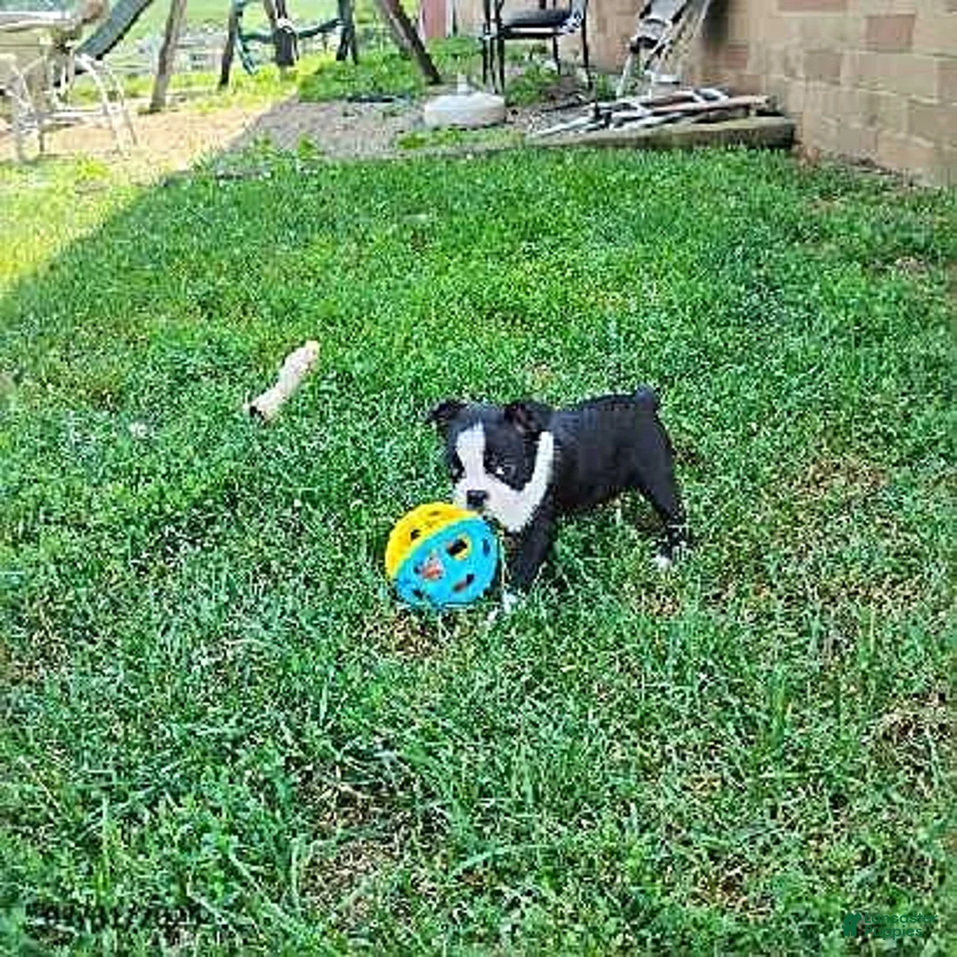 Boston Terrier dogs for sale: Roselyn - Ad 14