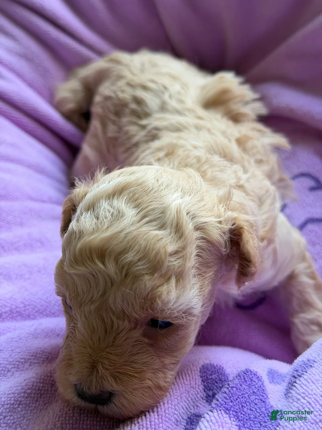 Toy Poodle dogs for sale: Luvie - Ad 2