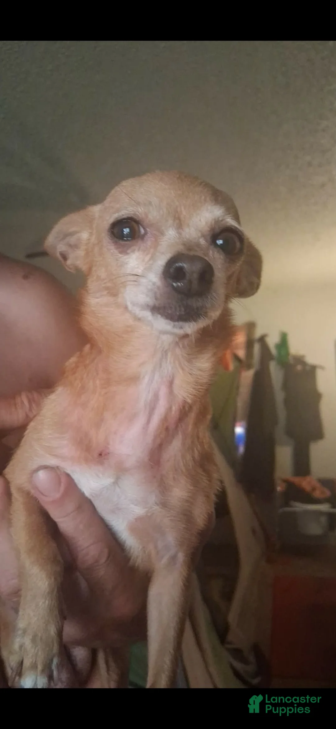 Chihuahua dogs for sale: Miracle  - Ad 2