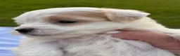 Malshi dogs for sale: Malshi 3 - Ad 2
