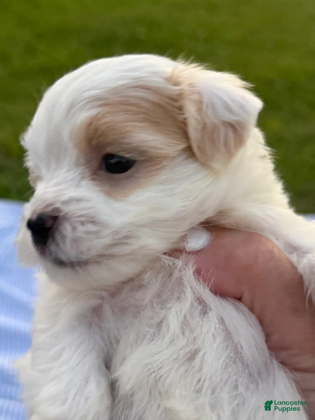 Malshi dogs for sale: Malshi 3 - Ad 2