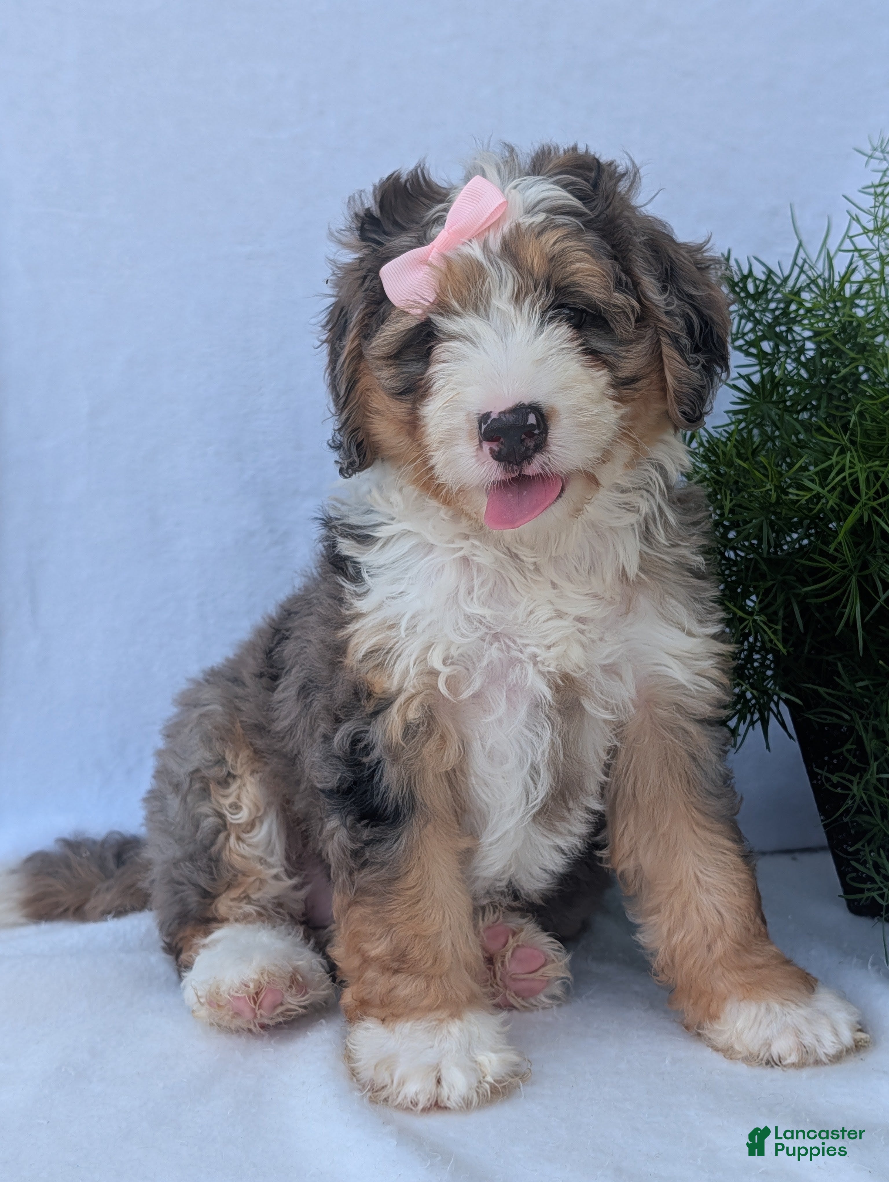 Mini Bernedoodle dogs Mini Allie  - Ad 2