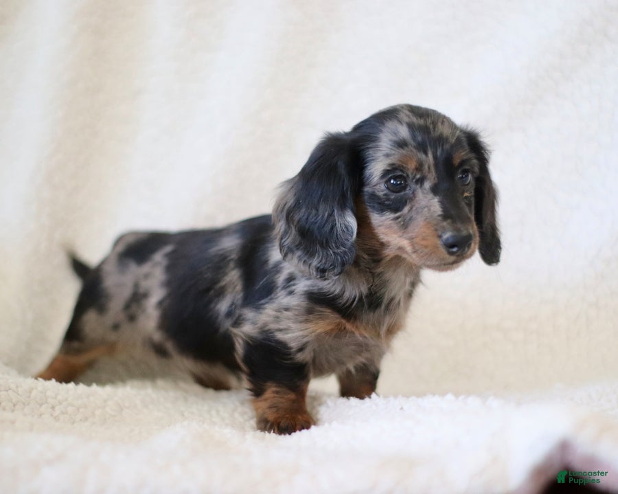 Miniature Dachshund dogs for sale: Whisper - Ad 2