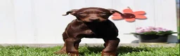 Doberman Pinscher dogs for sale: Christy - Ad 3