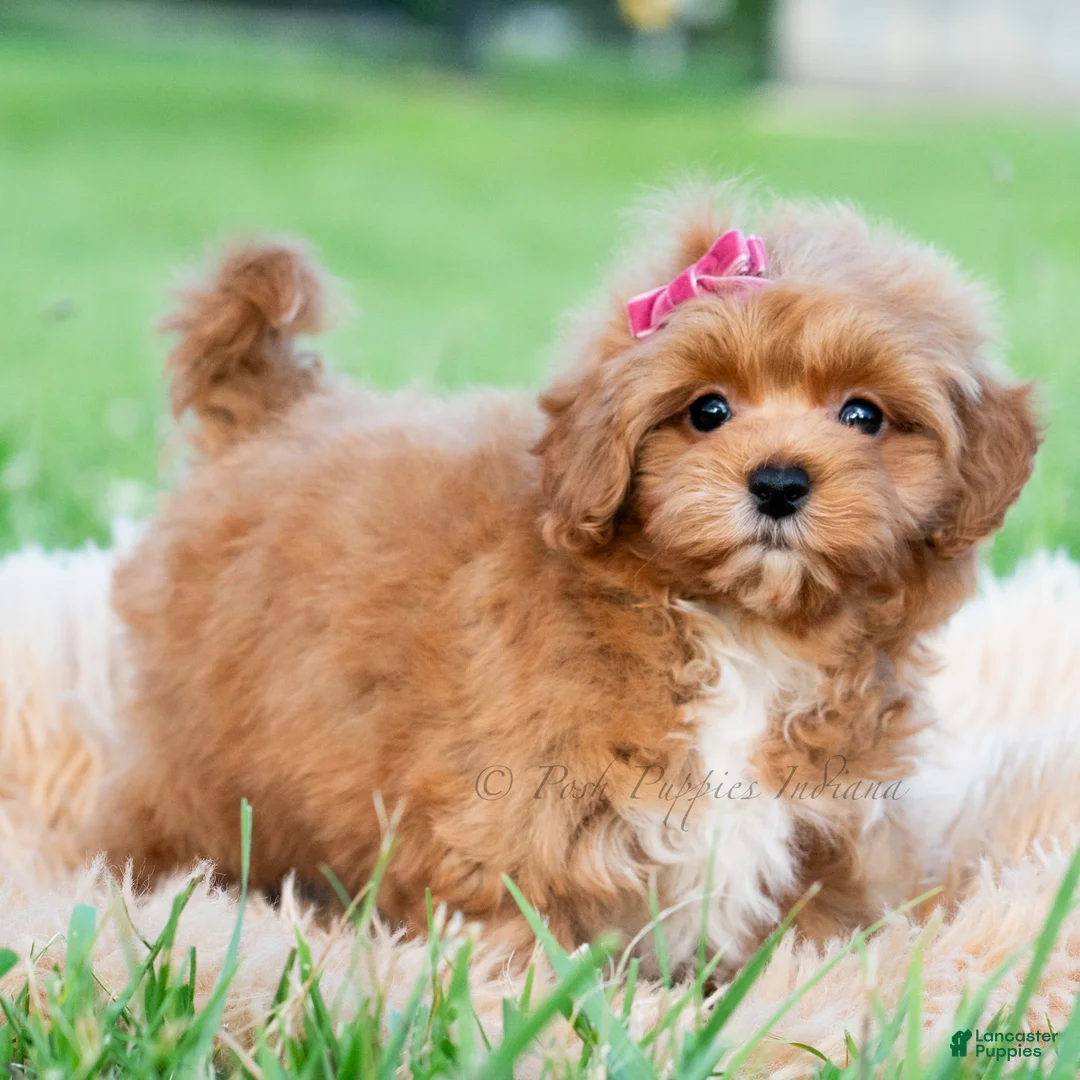 Maltipoo dogs for sale: Iris - Ad 2