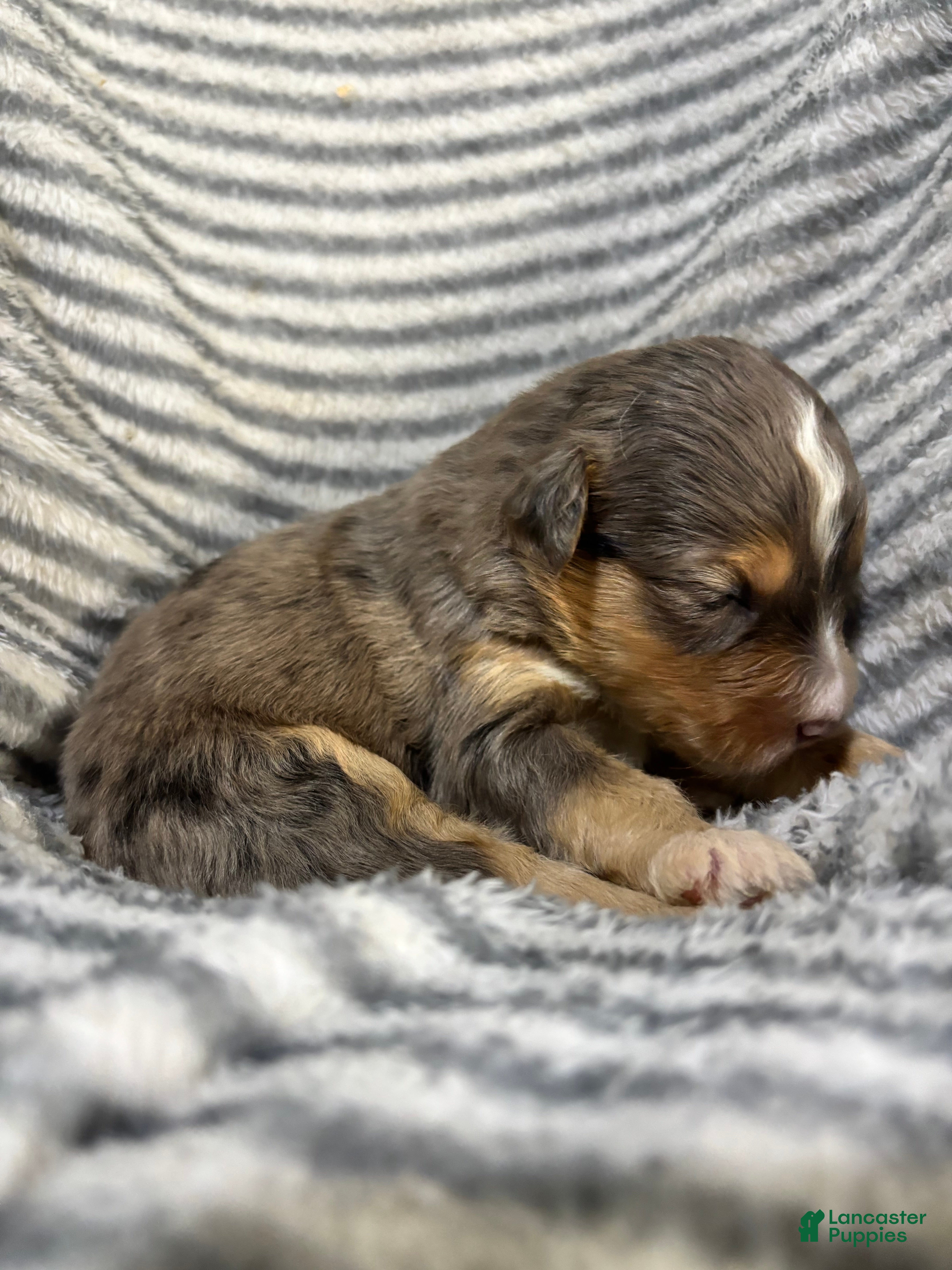 Aussiedoodle dogs Aussiedoodle 2 - Ad 2
