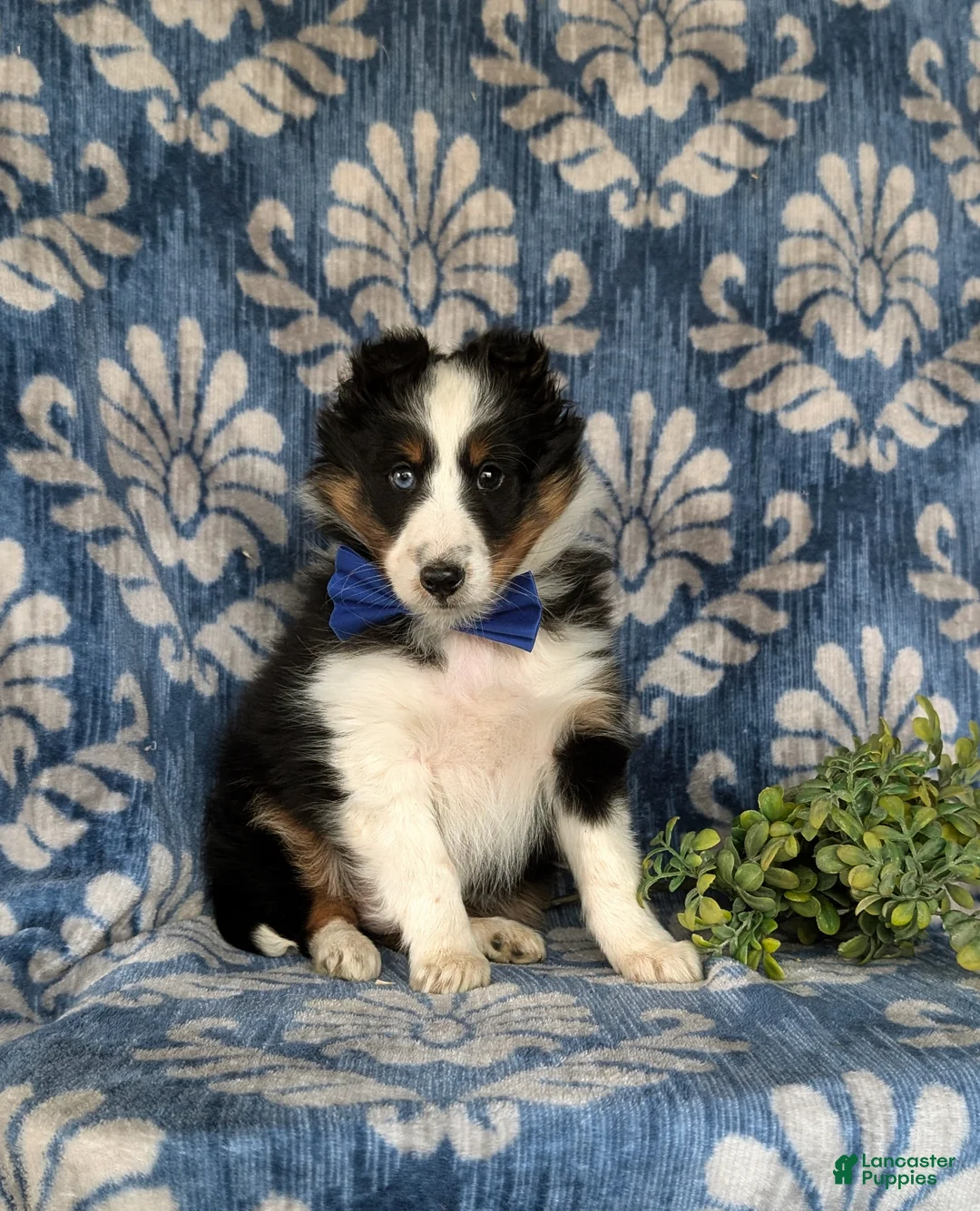 Shetland Sheepdog dogs for sale: Drake  - Ad 1