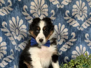 Shetland Sheepdog dogs Drake - Ad 14