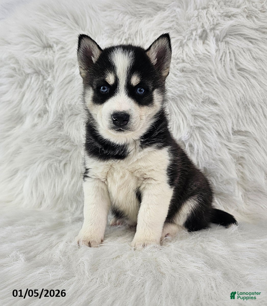 Pomsky dogs Reece - Ad 40