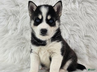 Pomsky dogs Reece - Ad 40