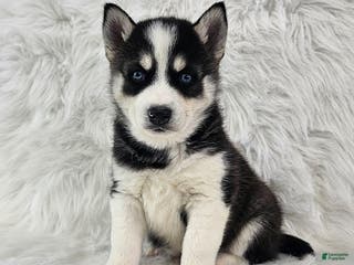 Pomsky dogs Reece - Ad 16