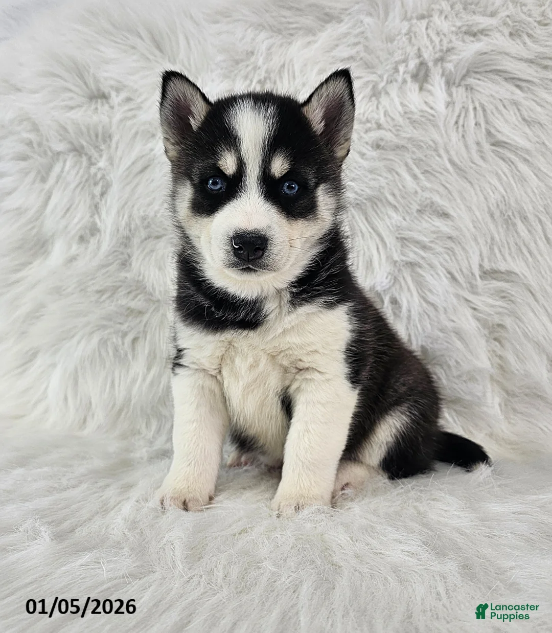 Pomsky dogs for sale: Reece - Ad 1