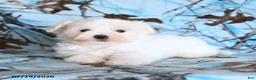 Maltese dogs for sale: Frost  - Ad 4