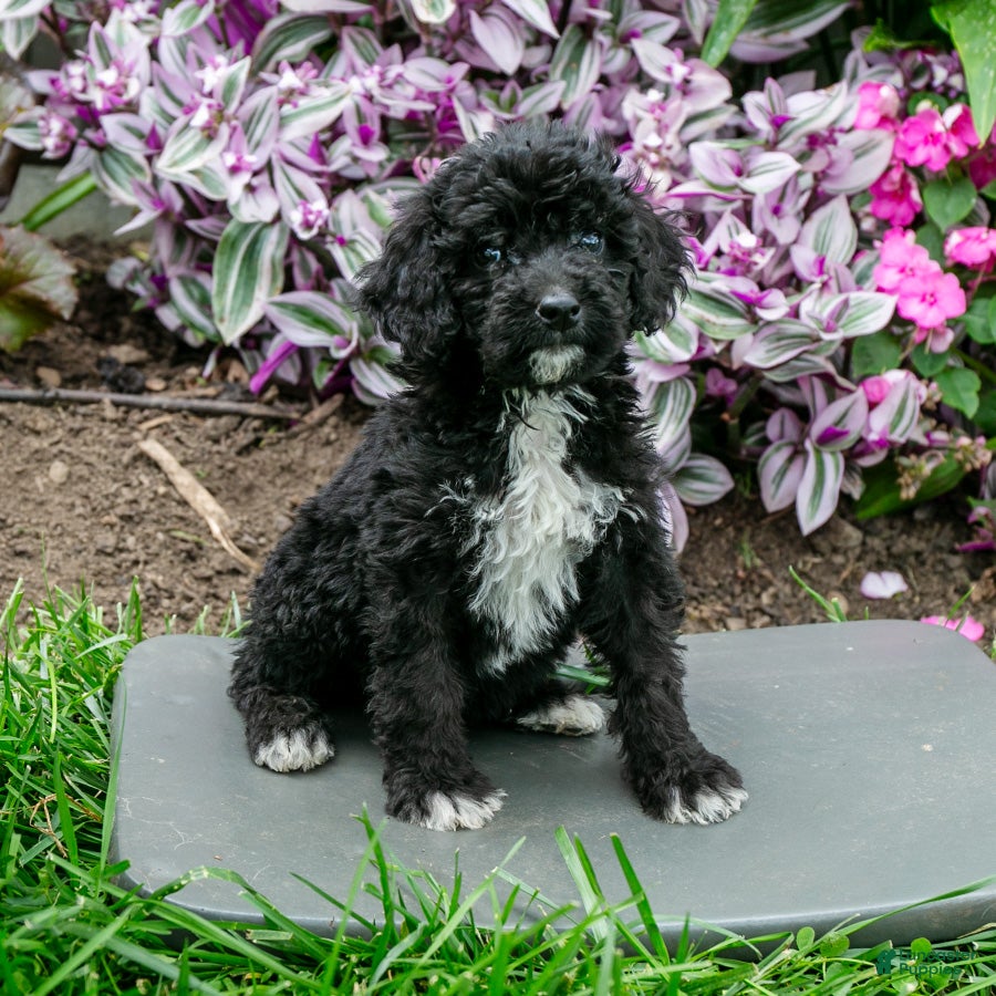 Bernedoodle dogs Honey - Ad 1