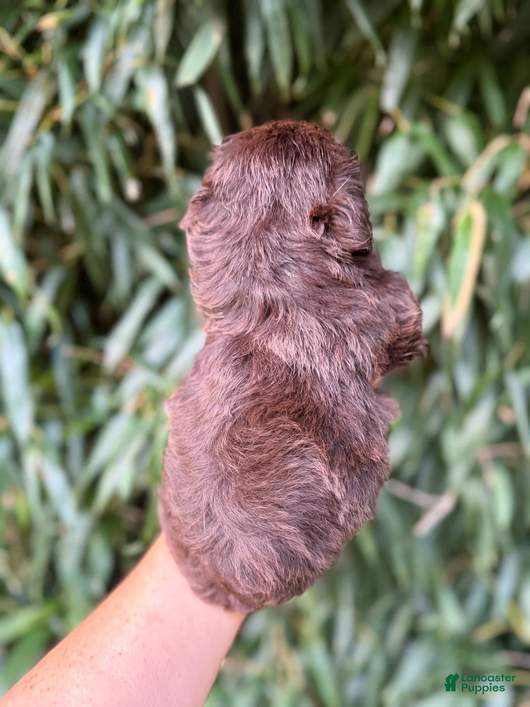 Miniature Schnauzer dogs for sale: Miniature Schnauzer 1 - Ad 2