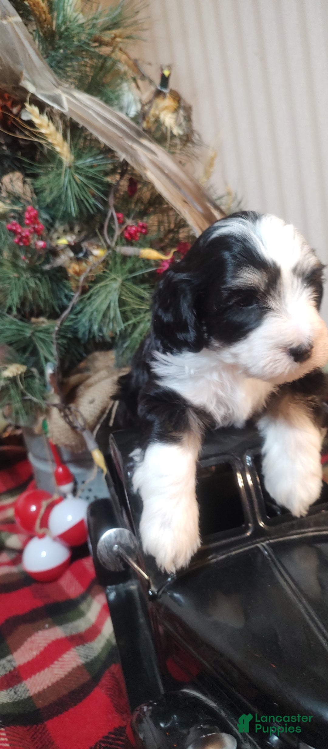 Mini Sheepadoodle dogs for sale: Beau  - Ad 4