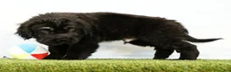 Mini Hippo dogs for sale: Nero - Ad 5