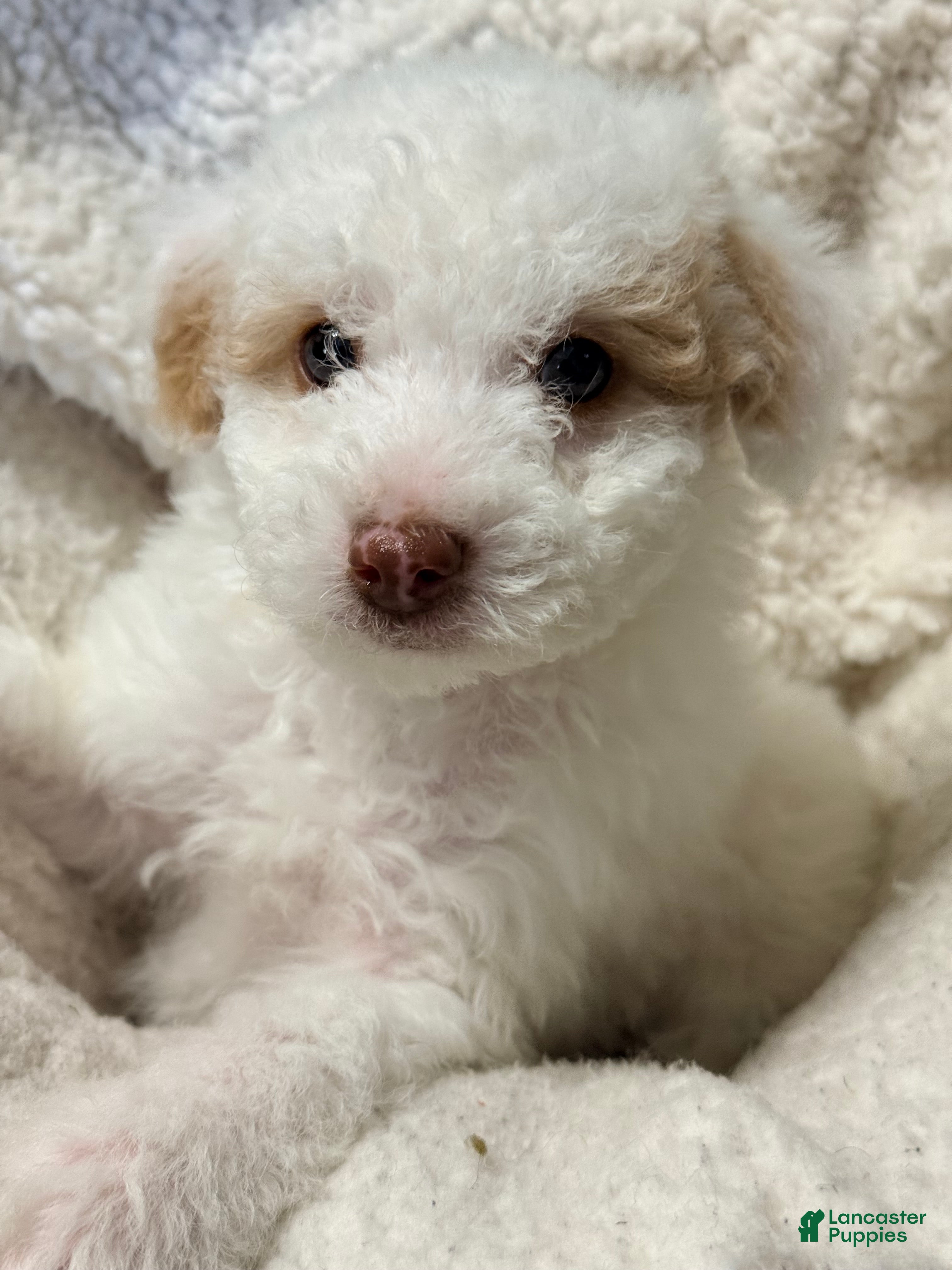 Pomapoo dogs Bandit - Ad 30