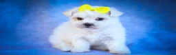 Maltese dogs for sale: Miley💜 - Ad 12