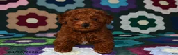Miniature Poodle dogs for sale: Freddie - Ad 5