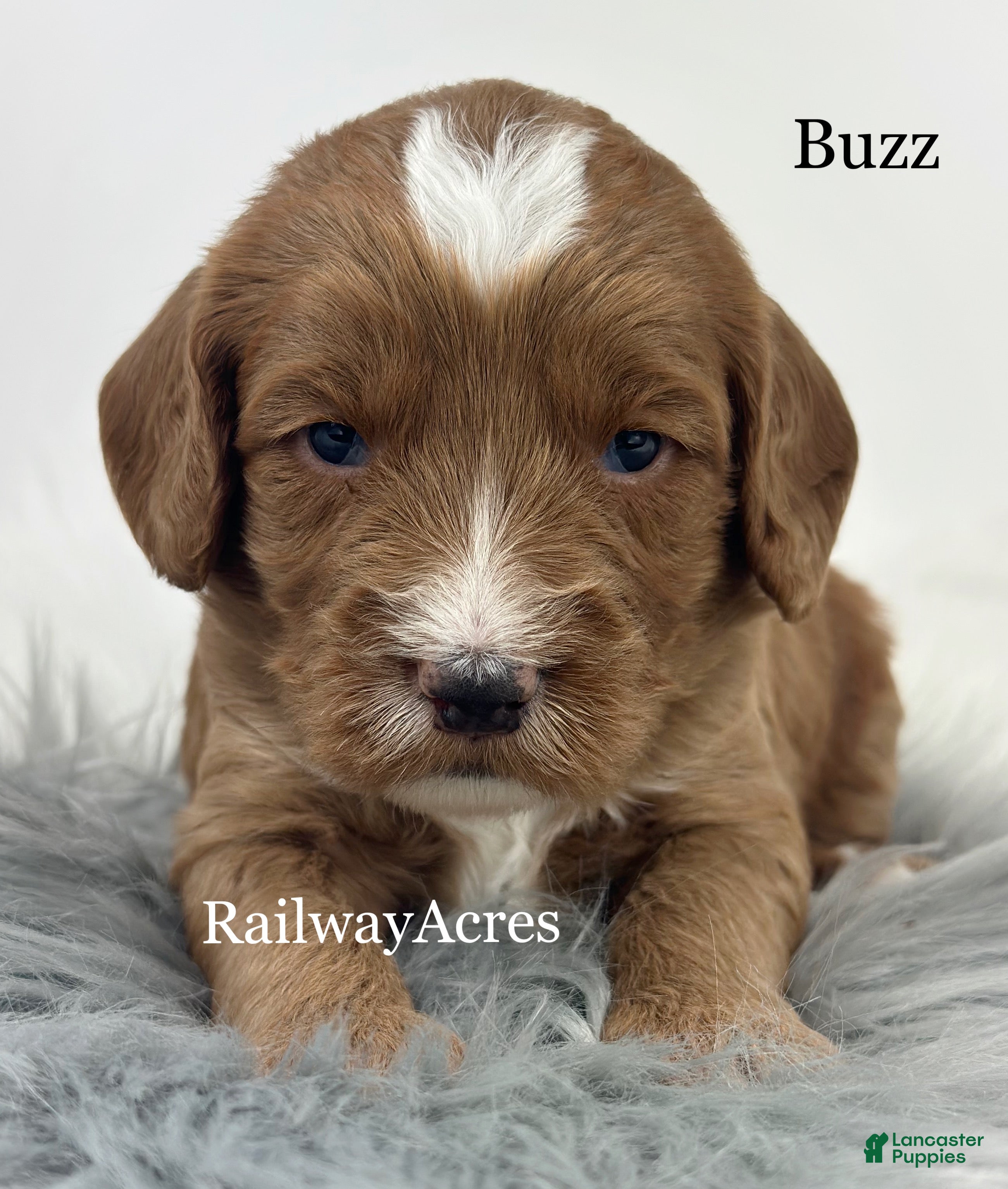 Mixed Breed dogs Buzz - Ad 37