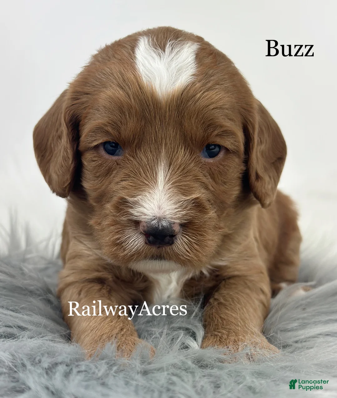 Mixed Breed dogs for sale: Buzz - Ad 1