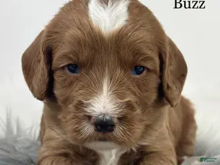 Mixed Breed dogs Buzz - Ad 37