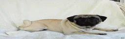 Pug dogs for sale: Dusty - Ad 3